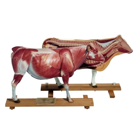 Thiết bị phục vụ nghiên cứu động vật trong phòng thí nghiệm